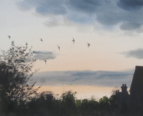 Eight Swifts at dusk, July- watercolour