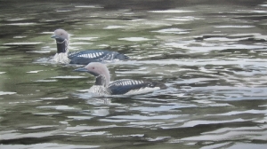 Black- throated divers